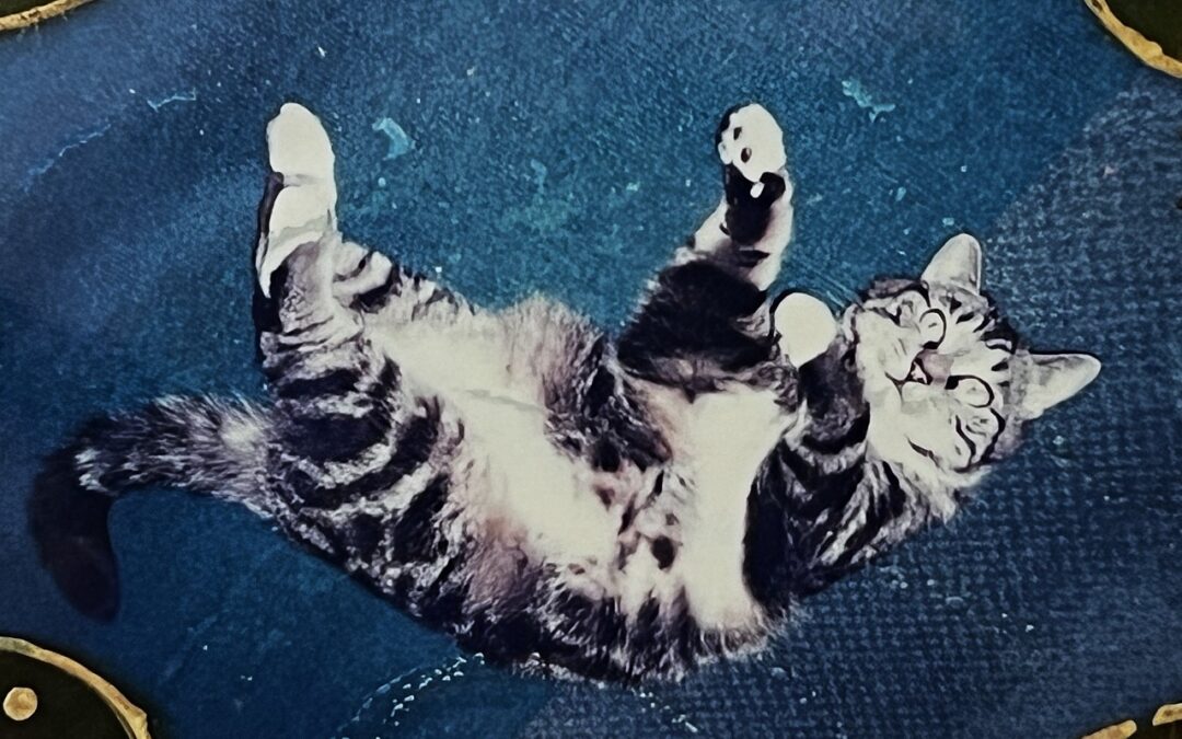 Betty Boop the Cat Lying on Her Back