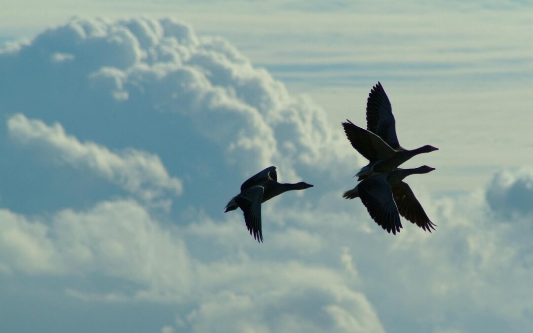 Three geese flying with cloudy sky behind