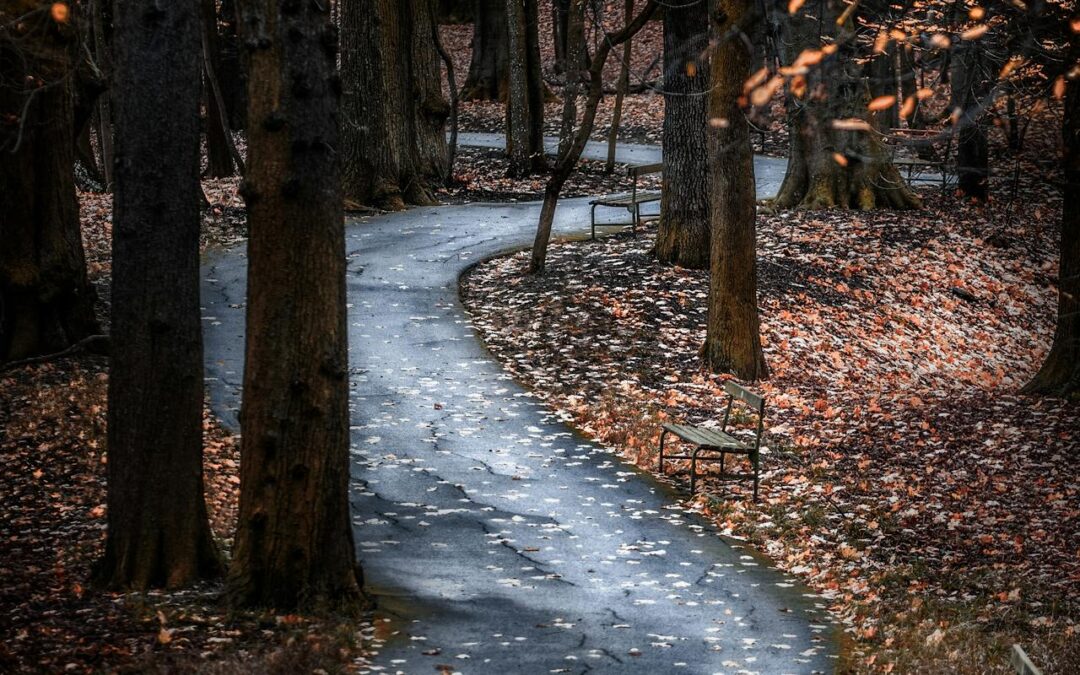 Winding road through forest with fallen leaves - changing to a cooler season